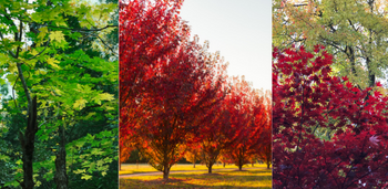Collage of three images depicting the Autumn Blaze Freemanii Maple. The first image shows the foliage in the summer when the leaves are bright green. The middle image shows a row of Autumn Blaze Maples with red foliage. The final image is a close up of the deep crimson red leaves.