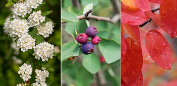 Collage of three images. The first image is a close up of the tight clusters of the white flowers that the tree produces in the spring. The second image shows the purplish, pinkish berries that the tree produces. The final image is a close up of the bright redish/orange leaves.