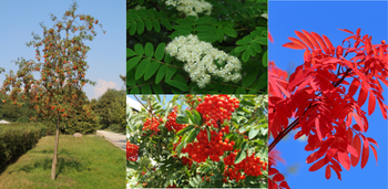 Collage of four images depicting the Cardinal Royal Mountain Ash. There is a picture of a sapling with green leaves and orange clusters of berries. In the middle there are two close up images, one of the white clusters of flowers of the mountain ash, the other of the cluster of bright orange/red berries. The final picture is a close up of the stunning red leaves in the fall set against a brilliant blue sky.