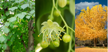Collage of three images. The first is a close up view of the green pointy leaves of Greenspire Linden. The second image is a close up of the yellowish/green flower that is produced. The third picture is in the fall and shows bright yellow leaves with a deep blue sky in backgrouns.