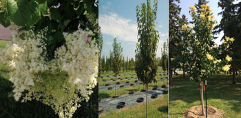 Closeup image of clusters of the Ivory Silk lilac flowers. There are hundreds of tiny ivory coloured flowers to make one bunch. Middle image shows a sapling at a nursery. The final image shows an ivory silk lilac tree in bloom.