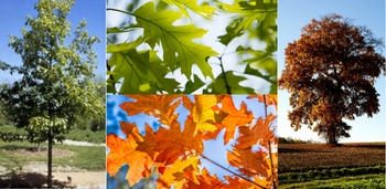 A collage of four pictures featuring a red oak sapling in the spring with green foliage. The middle images contain close up pictures of the sharp pointed leaves a of a red oak, one in the summer with green leaves, the other highlighting the orange leaves in the fall. The final pictures is of a mature red oak tree in a farmers field in the fall.