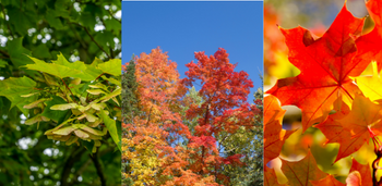 Three images showcasing sugar maples. The first image is a closeup of the green maple leaves and maple keys. The second image shows sugar maple trees in the fall, one bright red and one yellow and orange in colour. The third image shows a vibrant red maple leaf.