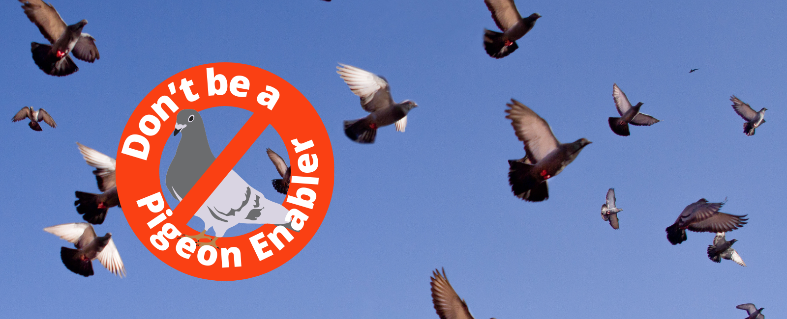 photo of pigeons flying