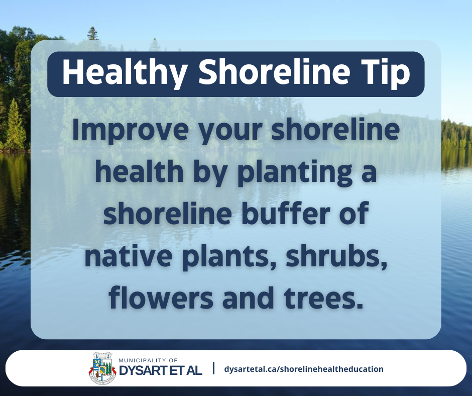 Healthy shoreline tip: improve your shoreline health by planting a shoreline buffer of native plants, shrubs, flowers and trees.