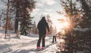 two people skiing in the forest