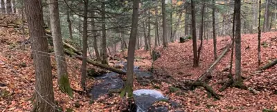 Barnum Creek Nature Reserve